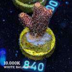 Acropora Millepora 'Orange