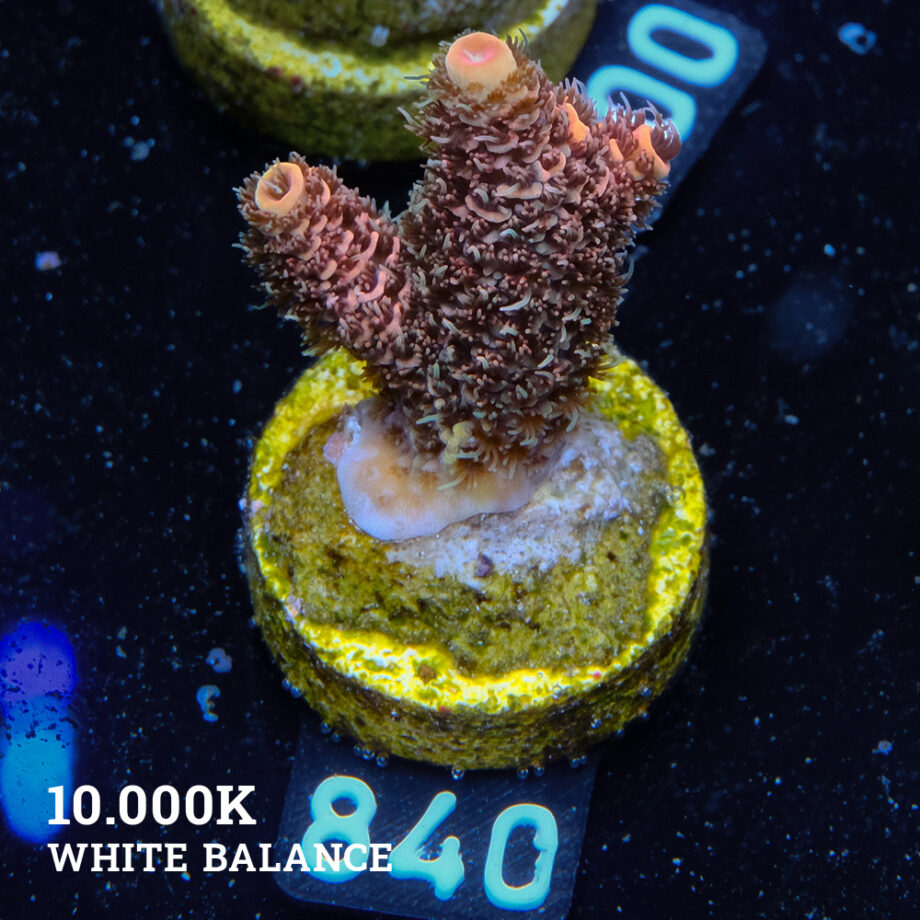 Acropora Millepora 'Orange'