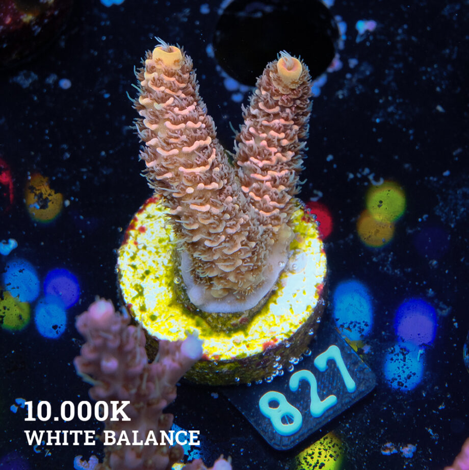 Acropora Millepora 'Orange