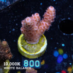 Acropora Tenuis 'Red'
