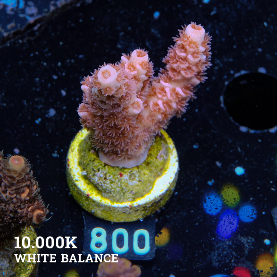Acropora Tenuis 'Roja