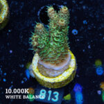Acropora Millepora 'Green'