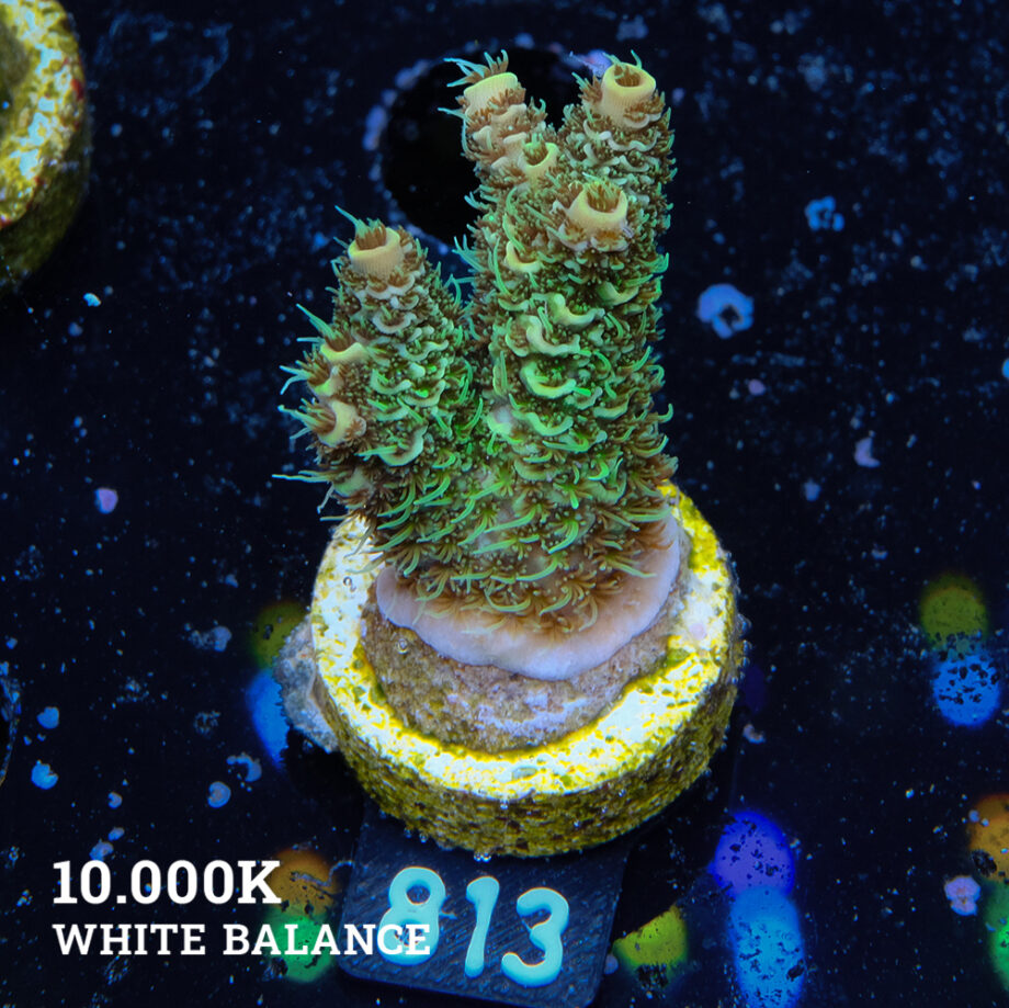 Acropora Millepora 'Verde