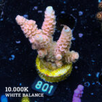 Acropora Tenuis 'Orange'