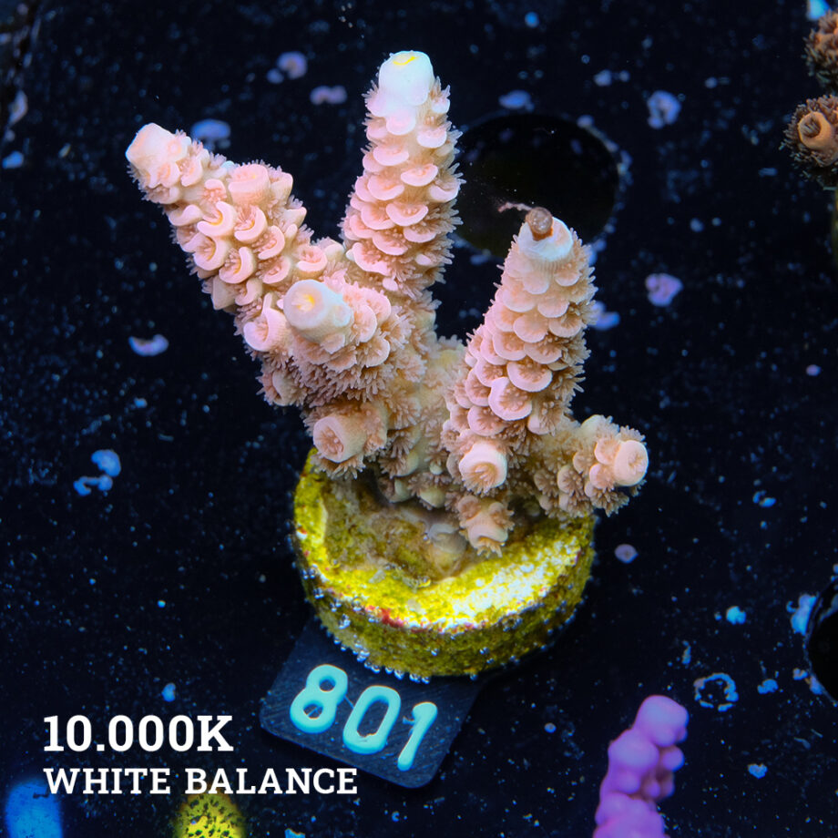 Acropora Tenuis 'Orange'