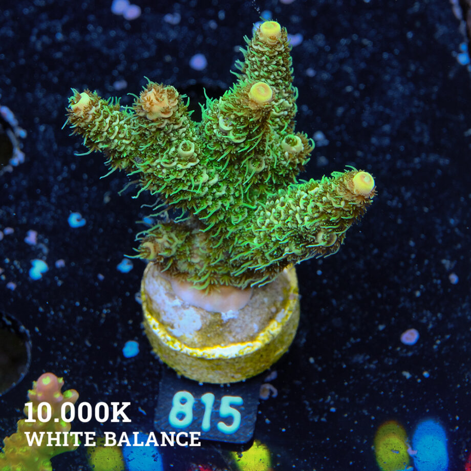 Acropora Millepora 'Green'