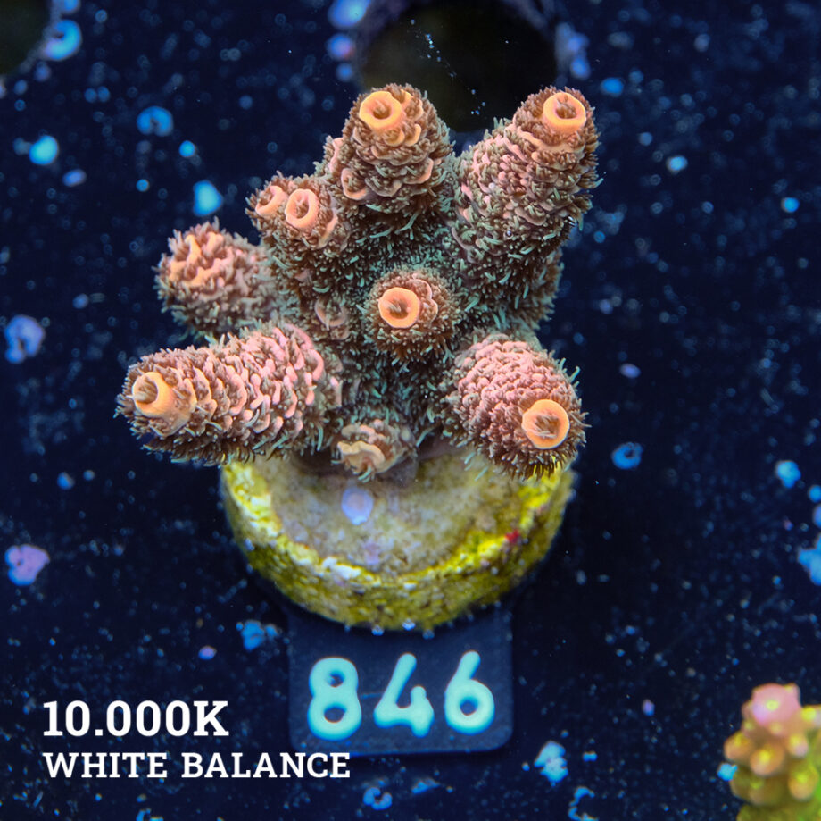 Acropora Millepora 'Orange