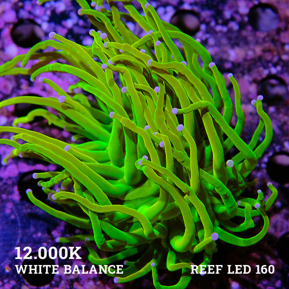 Euphyllia 'Santa