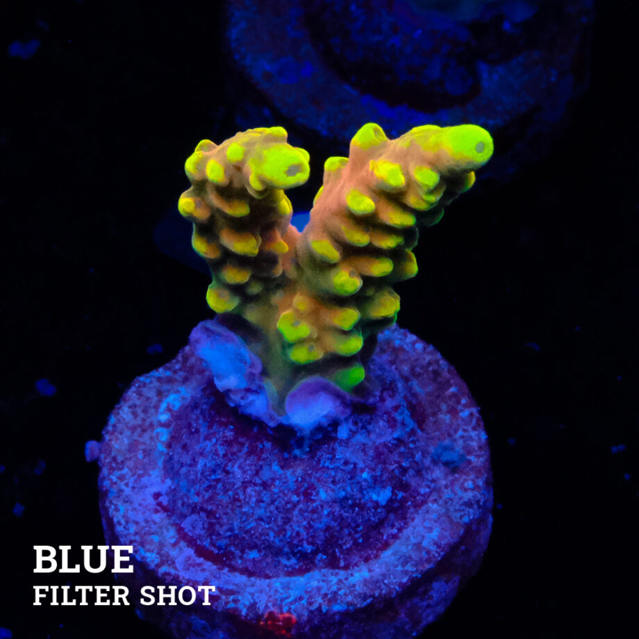 Acropora Latistella 'Bali Shorty' B-Ware