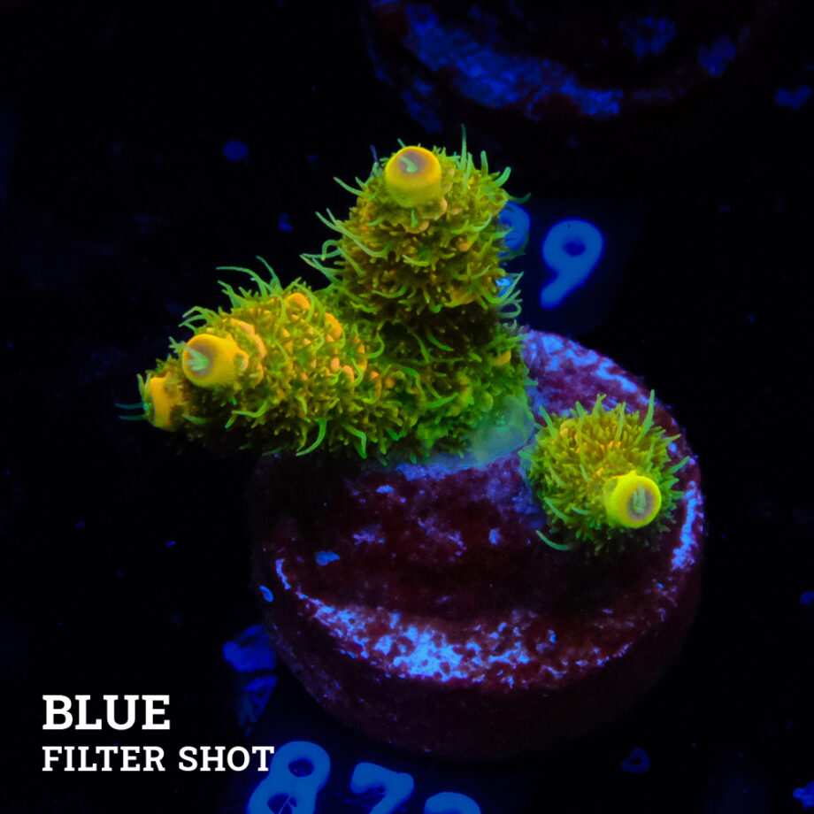 Acropora Millepora 'Solar Flare'