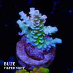 Acropora Tenuis
