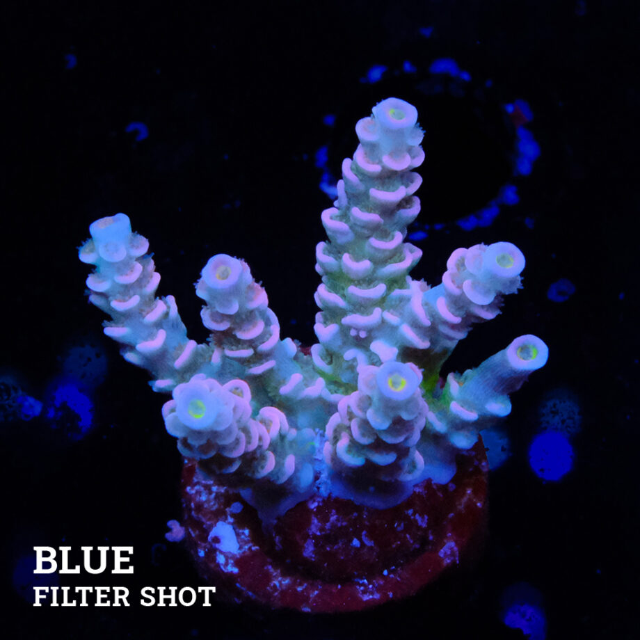 Acropora Tenuis