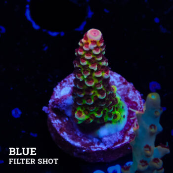 Acropora 'Fluo Bicolor II'