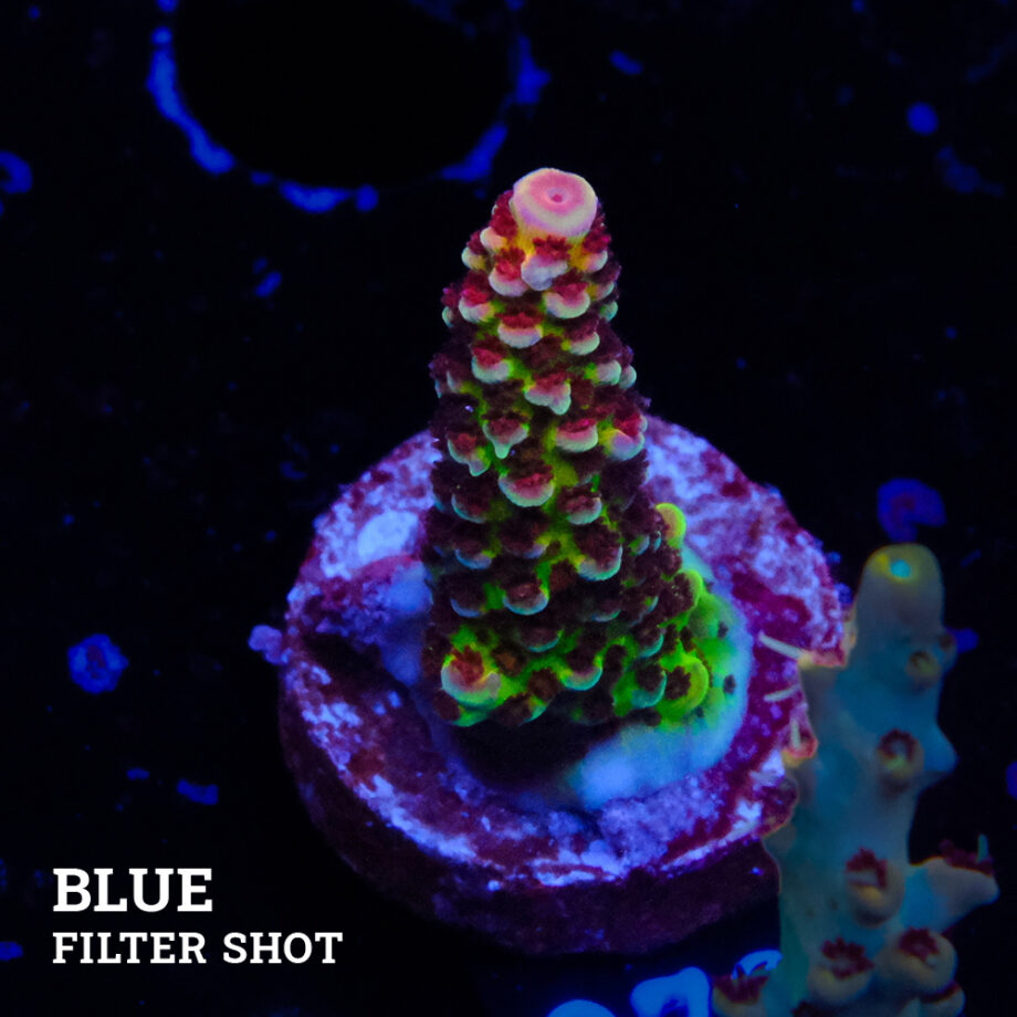 Acropora 'Fluo Bicolor II'