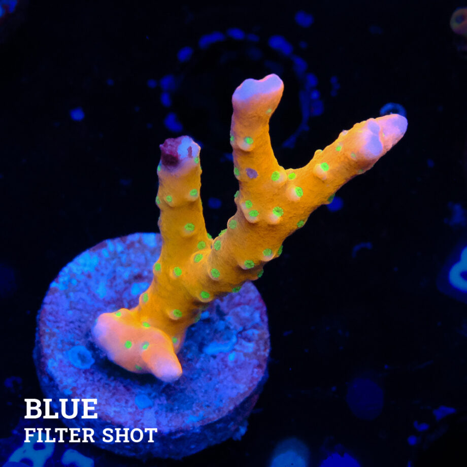 Anacropora 'Tropicana