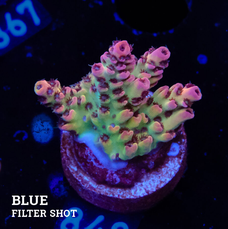 Acropora 'Red & Green'