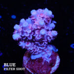 Acropora Tenuis