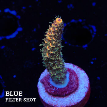 Acropora Millepora 'Orange'