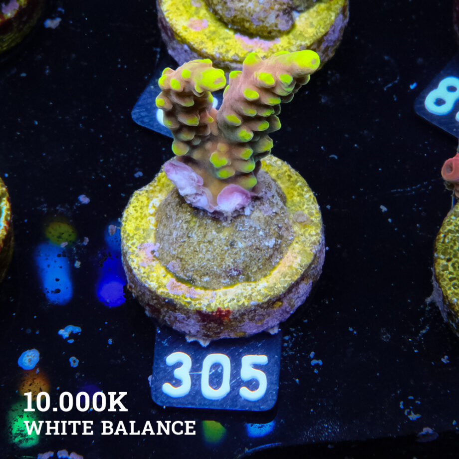 Acropora Latistella 'Bali Shorty' B-Ware