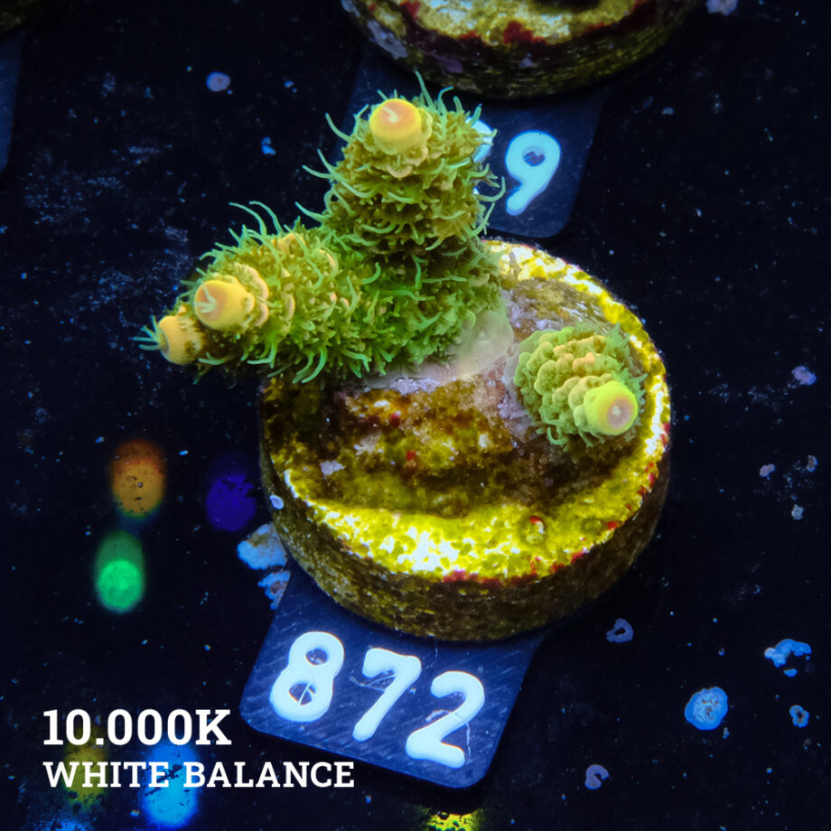 Acropora Millepora 'Solar Flare'