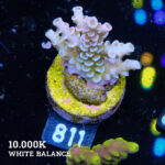 Acropora Tenuis