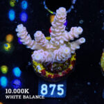 Acropora Tenuis