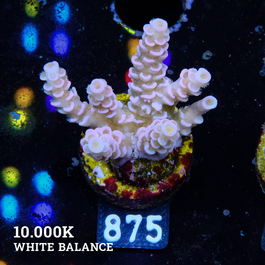 Acropora Tenuis