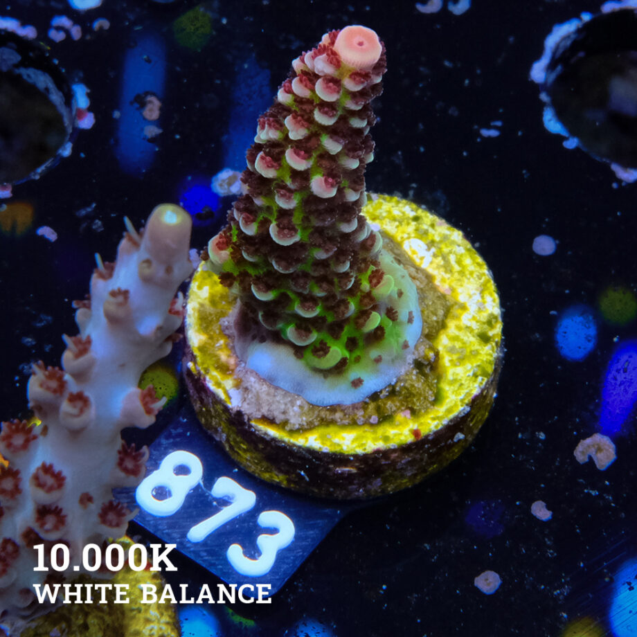 Acropora 'Fluo Bicolor II'