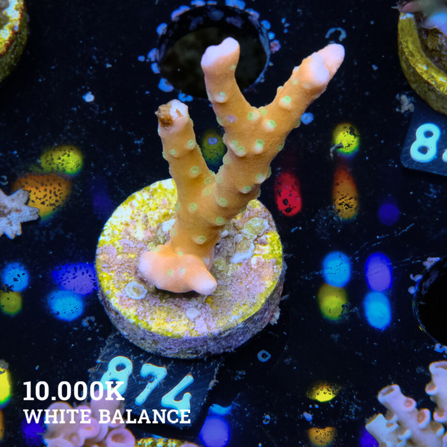 Anacropora 'Tropicana