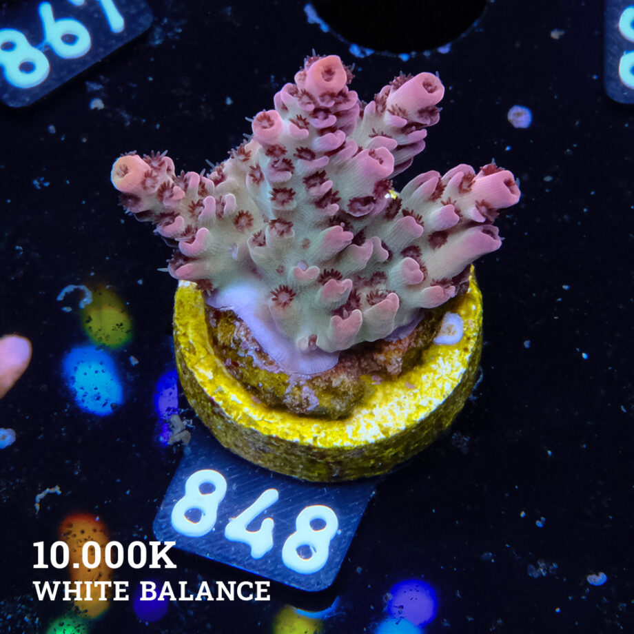 Acropora 'Red & Green'