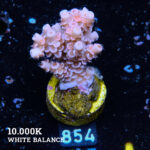 Acropora Tenuis