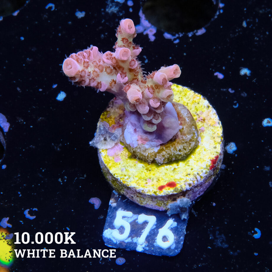 TK Red Lavender
