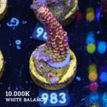 Acropora 'Fluo Bicolor II'