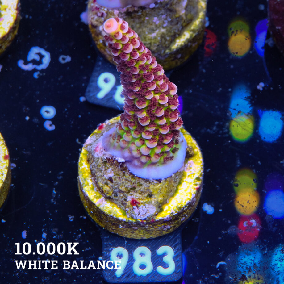 Acropora 'Fluo Bicolor II'