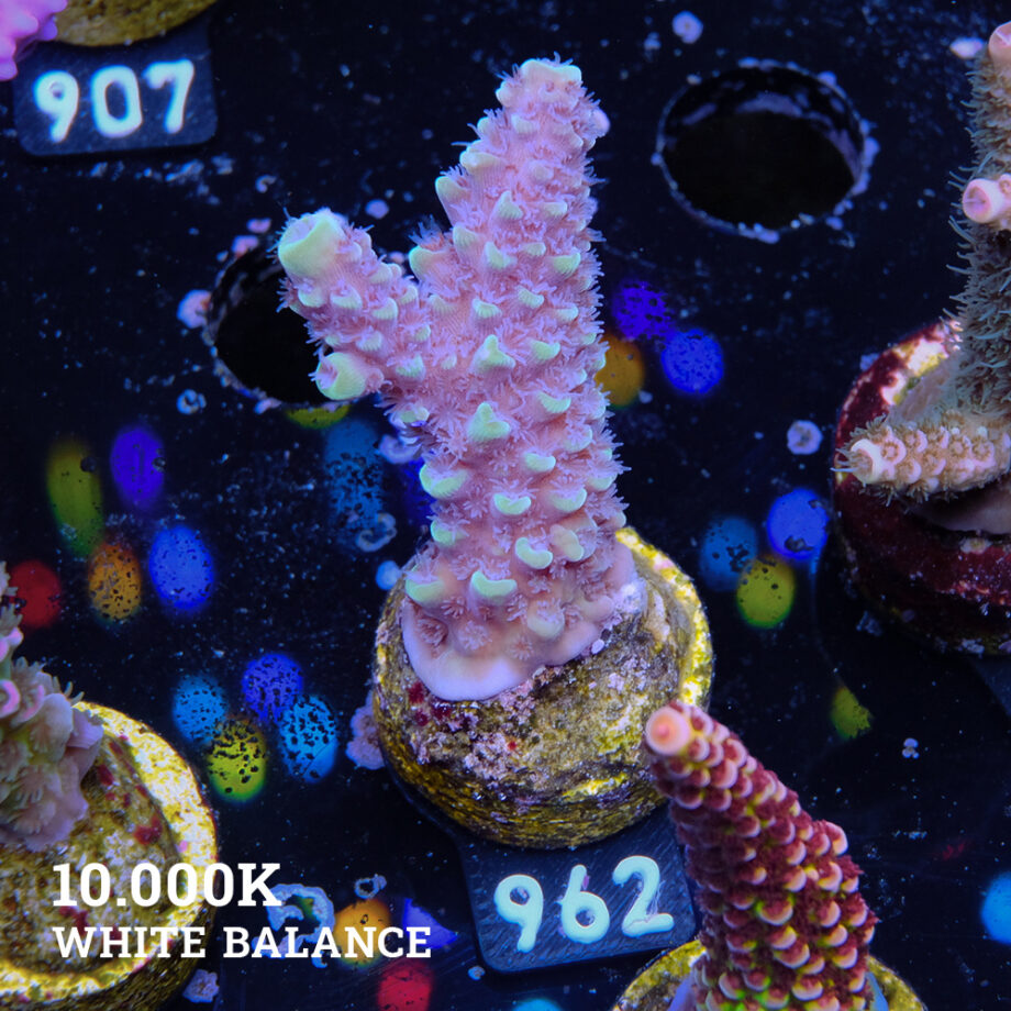 Acropora Gimmifera 'Blue