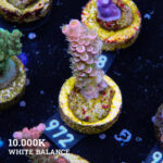 Acropora Tenuis 'Rainbow'