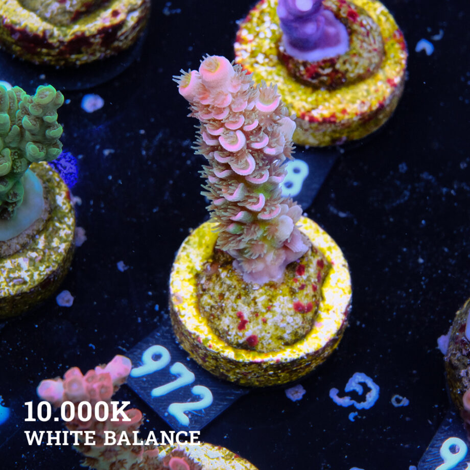 Acropora Tenuis 'Rainbow'
