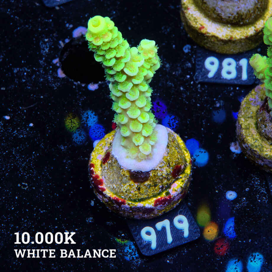 Acropora Tenuis 'Vert fluo