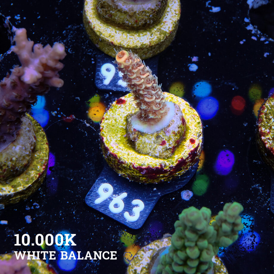 Acropora Millepora 'Orange'