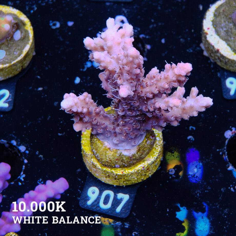 Acropora 'Confetti