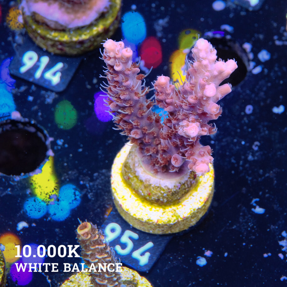 Acropora 'Confetti