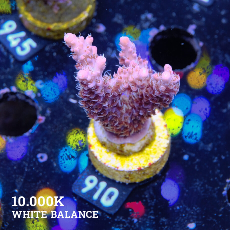 Acropora 'Confetti
