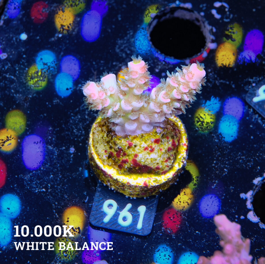 Acropora Tenuis 'Rainbow'
