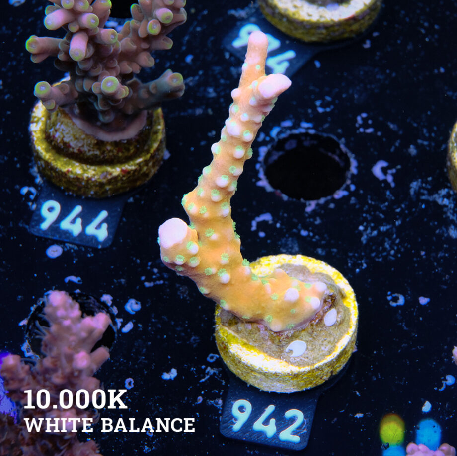 Anacropora 'Tropicana'