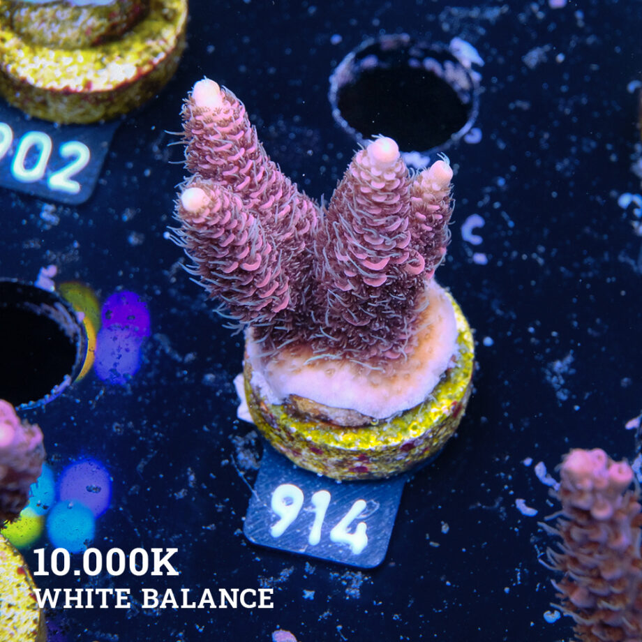 Acropora Millepora 'Pink & Blue Polyps'