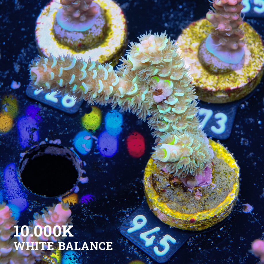Acropora Tenuis 'Metallic Green'