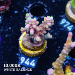 Acropora Latistella 'Bali Shorty'