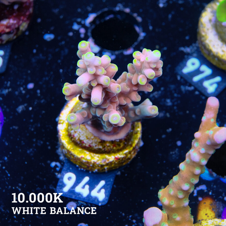 Acropora Latistella 'Bali Shorty'