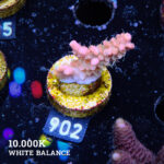 Acropora 'Confetti Ultra'