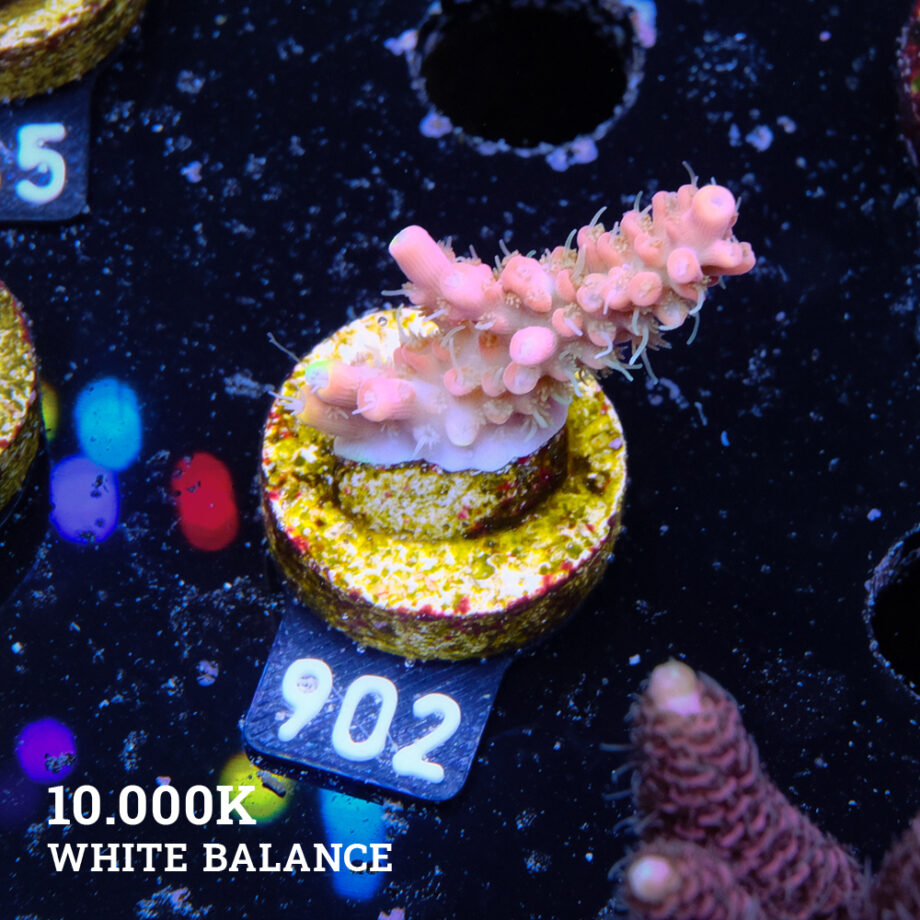 Acropora 'Confetti Ultra